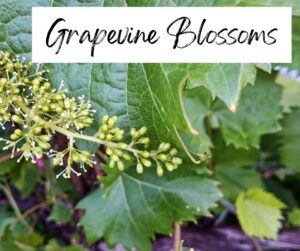 38 Encouraging Bible Verses About Flowers (with Free Printable)